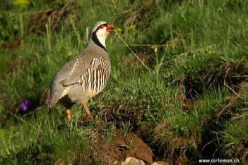 (Anas platyrhynchos)