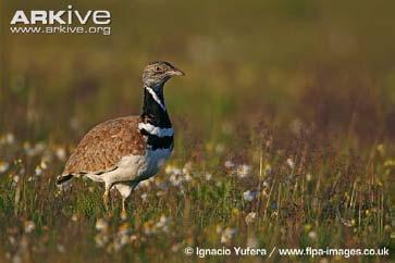 (Alectoris graeca)