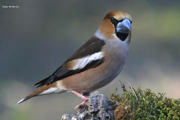Διπλόσπινος (Coccothraustes coccothraustes)