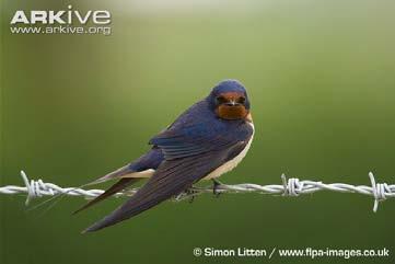 (Oenanthe oenanthe) Τσίχλα (Turdus