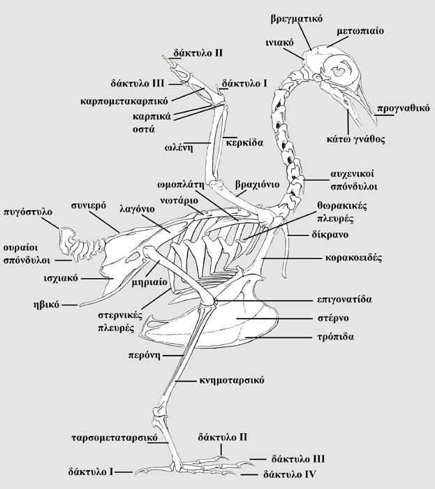 που ονομάζεται νωτάριο (notarium, Εικόνα 2.3) (Baumel et al. 1993).