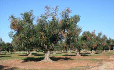 Έκδοση 4 η : 2 ος /2016 Ενηµερωτικό φυλλάδιο Xylella fastidiosa (Ξυλέλλα) ΕΠΙΒΛΑΒΗΣ ΟΡΓΑΝΙΣΜΟΣ ΚΑΡΑΝΤΙΝΑΣ Μια νέα ασθένεια που απειλεί την καλλιέργεια της Ελιάς 1.