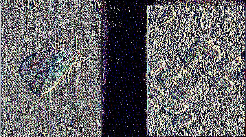 Dialeurodes