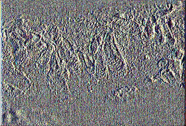 Lepidosaphes