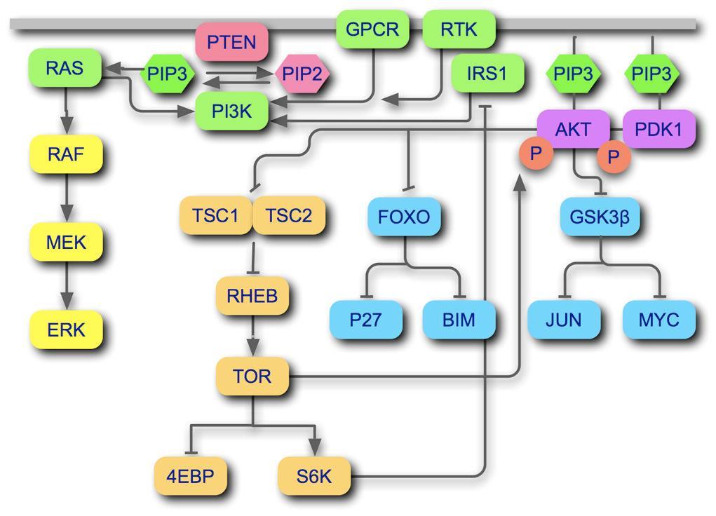 υπόστρωμα 1 του υποδοχέα ινσουλίνης (Insulin Receptor Substrate 1, IRS1), με τη μεσολάβηση μιας θηλιάς αρνητικής ανάδρασης. 42 Όπως προαναφέρθηκε, η Ras επίσης εμπλέκεται στο PI3K μονοπάτι.