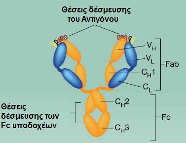 Σχήμα 1.11: Το IgG1 αντίσωμα Trastuzumab. Οι αγκύλες υποδεικνύουν τις Fab και Fc περιοχές του IgG1.