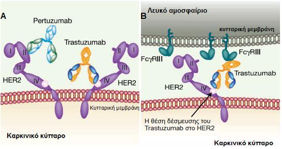 Σχήμα 1.12: A) Η λειτουργία του Trastuzumab μέσω της Fab περιoχής του προέρχεται από τη δέσμευση του στην επικράtεια IV του HER2.