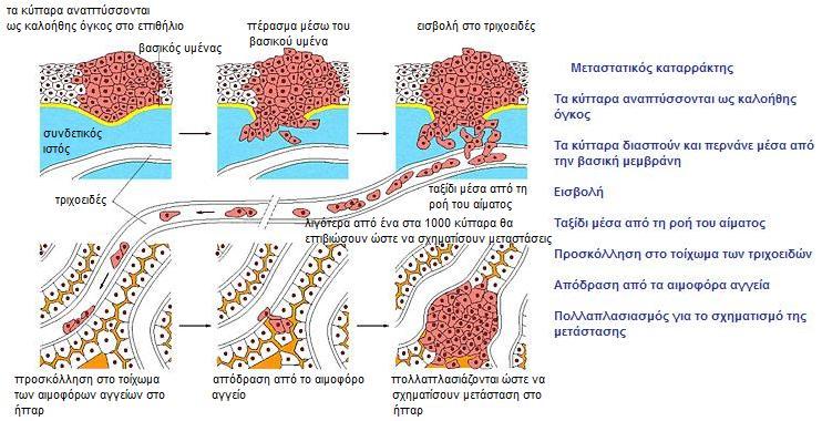 ξεκάθαρο ότι ο μεταστατικός καταρράκτης αποτελείται από μια σειρά πολύπλοκων βιολογικών διεργασιών οι οποίες επιτρέπουν την μετακίνηση των καρκινικών κυττάρων από την πρωταρχική θέση σε μια