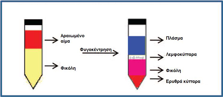 Σχήμα 2.5: Εμπλουτισμός CTCs με τη μέθοδο της διαβαθμισμένης πυκνότητας με χρήση φικόλης 2.3.1.