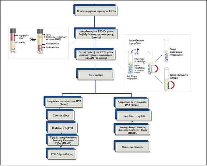 4.3.2.1 Απομόνωση CTCs από περιφερικό αίμα.