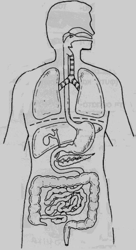 ε) Να συμπληρώσετε τον πιο κάτω πίνακα που αναφέρεται στη λειτουργία της πνευμονικής αναπνοής. (μ.