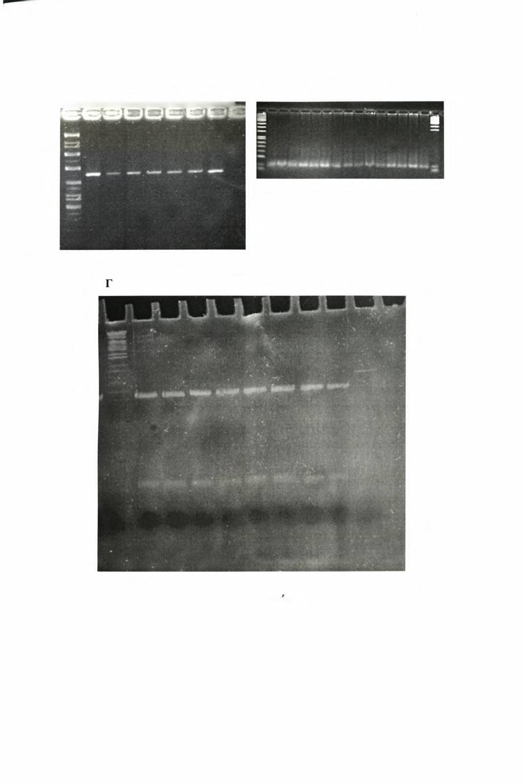 A B nun Εικόνα 4: Επίδραση των περιοριστικών ένζυμων Nialll, Μ60Ι και Sau 961 αντίστοιχα στα PCR