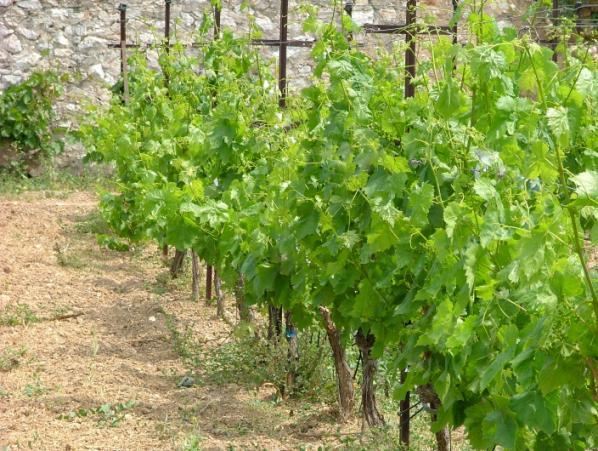 Τλικά και Μζκοδοι 2. Τιηθά θαη κέζνδνη 2.1. Πξνέιεπζε ηνπ θπηηθνύ πιηθνύ 2.1.1. Vitis vinifera (Δπξσπατθή Άκπεινο) Σα πνέικα εονςπασηήξ αιπέθμο (Vitis vinifera L. μζη.