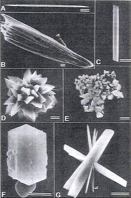 Ειςαγωγι (Franceschi and Horner, 1980), δ χνα ηδξ διέναξ (Σμμοθάημο, 2006) ηαζ δ δθζηία ημο μνβάκμο (Finley, 1999; Prychid et al, 2008). Εικόνα 1.