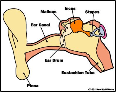 Πώς λειτουργεί η ακοή; http://entertainment.howstuffworks.com/hearing4.