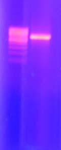 Α) Μ 1 1 bp 1000 200 300 100 638 bp Β) bp M 2 1 2 2090 2900 6000 1320 1650 750 520 250 3531 bp 632 bp Εικόνα 29: Ηλεκτροφόρηση σε πήκτωµα αγαρόζης 1% (w/v).