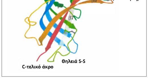 Αναπαράσταση εγκάρσιας τοµής του AChR στο µέσο της µεµβράνης, όπως