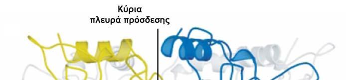 Θεωρητικό µέρος 1 Εικόνα 5. Θέση πρόσδεσης της ACh στη µεσεπιφάνεια δύο υποµονάδων της AChΒΡ.