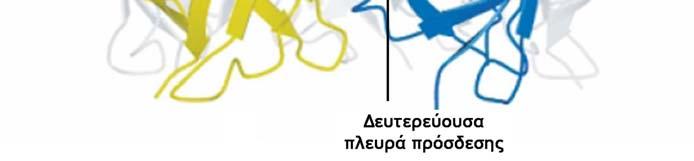 συµπληρωµατική (Εικόνα 5), όπως είχε προταθεί µε βάση πειράµατα τοποκατευθυνόµενης µεταλλαξογένεσης και σήµανσης.