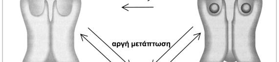 Θεωρητικό µέρος 1 Εικόνα 8. Αλλοστερικές καταστάσεις του AChR (από Changeux, 1993).