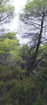 7 βανόμαστε σήμερα, είναι αυτό που μπορεί να δει ο καθένας από εμάς, έχοντας από τη μία μεριά ότι έχει απομείνει από την βλάστηση και από την άλλη το δάσος των κεραιών που στολίζει το απέραντο μπετόν.