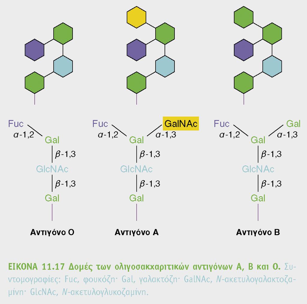 Παράδειγμα ενζύμων σύνθεσης γλυκοζυμεταφορασών Κοινός ολιγοσακχαρίτης αντιγόνο 0 (τερματισμός μετάφρασης παράγωγη ανενεργού γλυκοζυμεταφορασης) ειδικές γλυκοζυλομεταφοράσες προσθέτουν τον επιπλέον