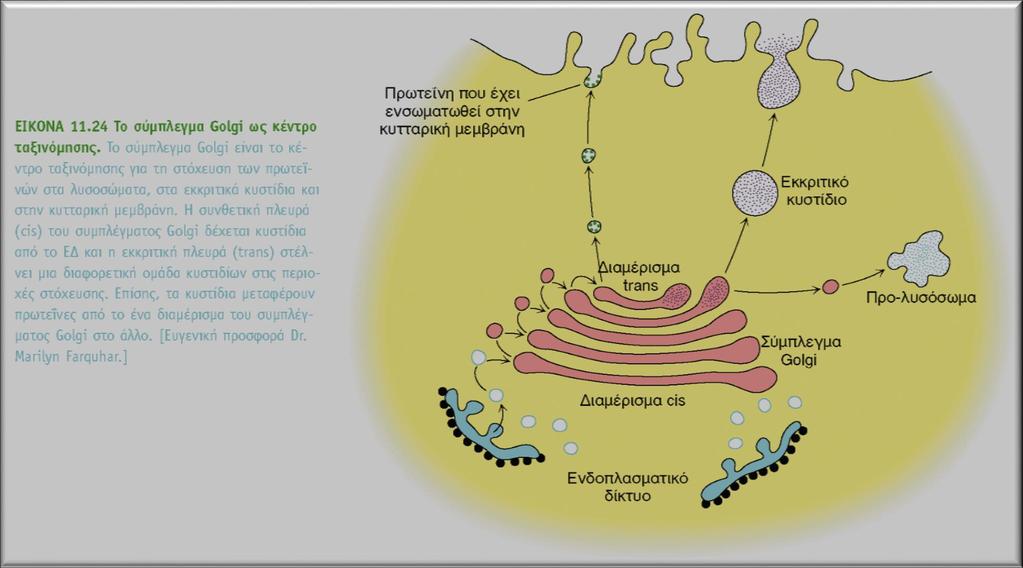 Σύμπλεγμα Golgi κέντρο γλυκοζυλιωσης και ταξινόμησης πρωτεϊνών ένα συνθετικό (cis), δυο ενδιάμεσα και ένα εκκριτικό (trans) διαμερίσματα Ρόλοι: 1)