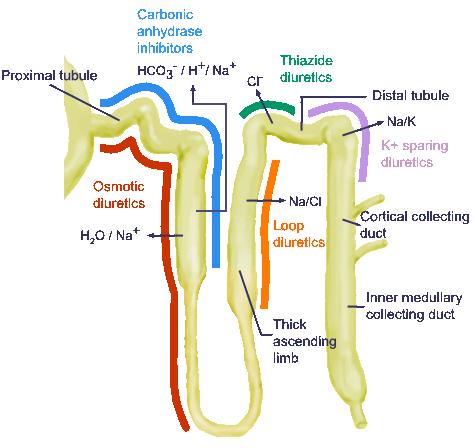 Θέσεις δράσης των διουρητικών στα νεφρικά σωληνάρια Εγγύς