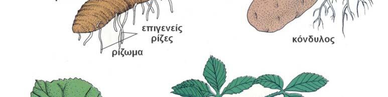 Παραφυάδες, έρπουν στο έδαφος, εκφύουν επιγενείς ρίζες.