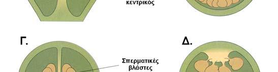συγκρατούνται στην ωοθήκη