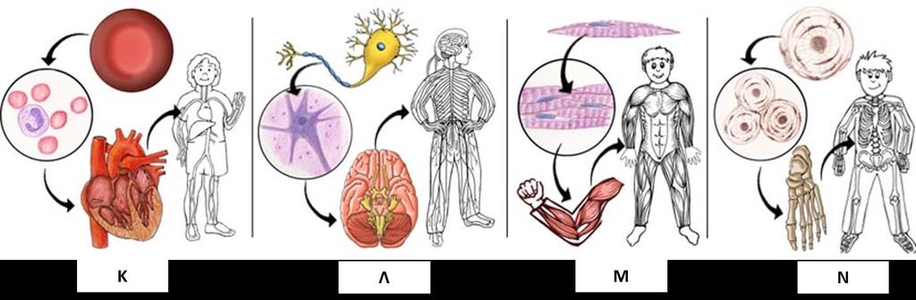 15. Στην Εικόνα 7 φαίνονται 4 οργανικά συστήματα του ανθρώπου. Ποια δήλωση, από τις Α-Ε, παρουσιάζει ορθά τα 4 οργανικά συστήματα των Κ-Λ-Μ-Ν αντίστοιχα; Εικόνα 7 A.