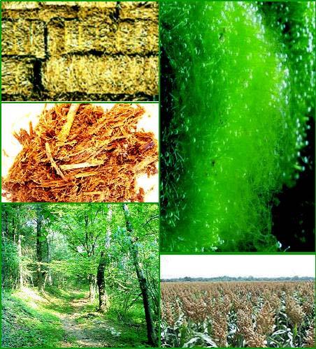 brušenju i blanjanju) Drvna uzgojena biomasa (brzorastuće drveće) Nedrvna uzgojena biomasa (trave i brzorastuće alge) Ostaci i otpaci iz poljoprivrede (slama, kukuruzovina, koštice, ljuske)