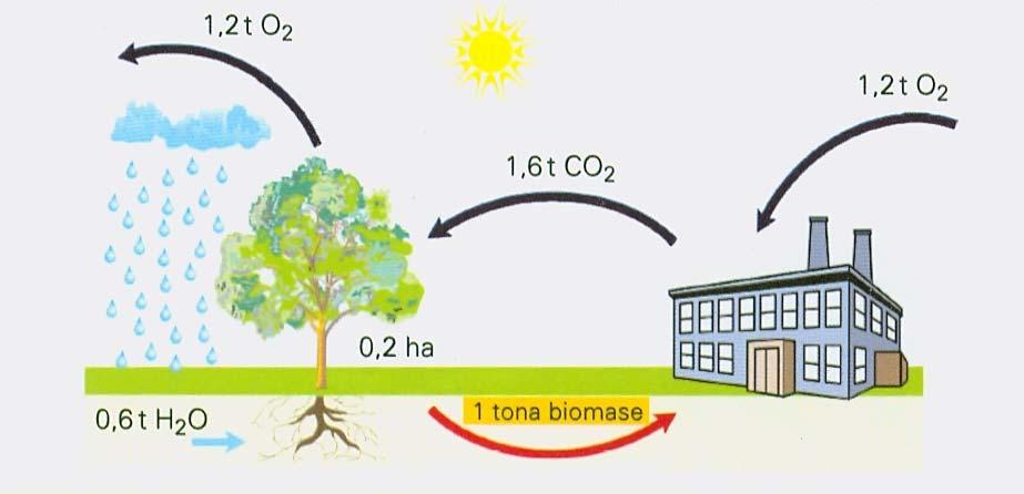 Proces fotosinteze nastaje djelovanjem sunčeve svjetlosti u kojem se od ugljikovog dioksida i vode dobivaju organski spojevi uz oslobađanje kisika.