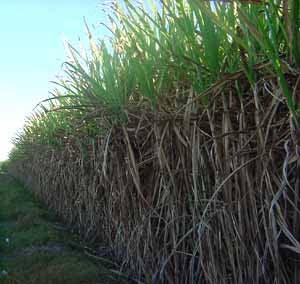 Vrat korijena se također upotrebljava za proizvodnju šećera, dok su glava i rep siromašni šećerom i ne upotrebljavaju se za proizvodnju šećera, već se odsijecaju i koriste za ishranu stoke.