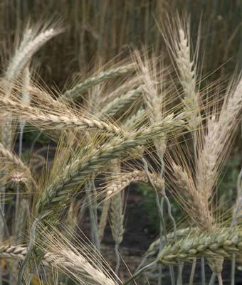 u mnogim dijelovima Europe zahvaljujući klimatskim prilikama, kukuruz ne sazrijeva dovoljno za žetvu kao prirodno suh kukuruz, čime je sadržaj