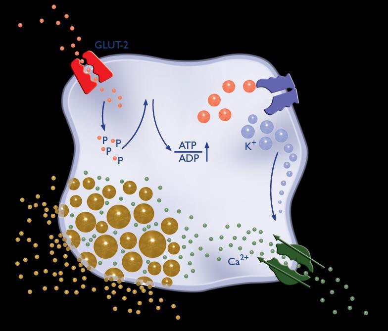 Sulphonylureas and glinides: similar modes of action Sulphonylureas and glinides increase endogenous insulin secretion by binding to pancreatic b-cells and triggering a cascade of intracellular