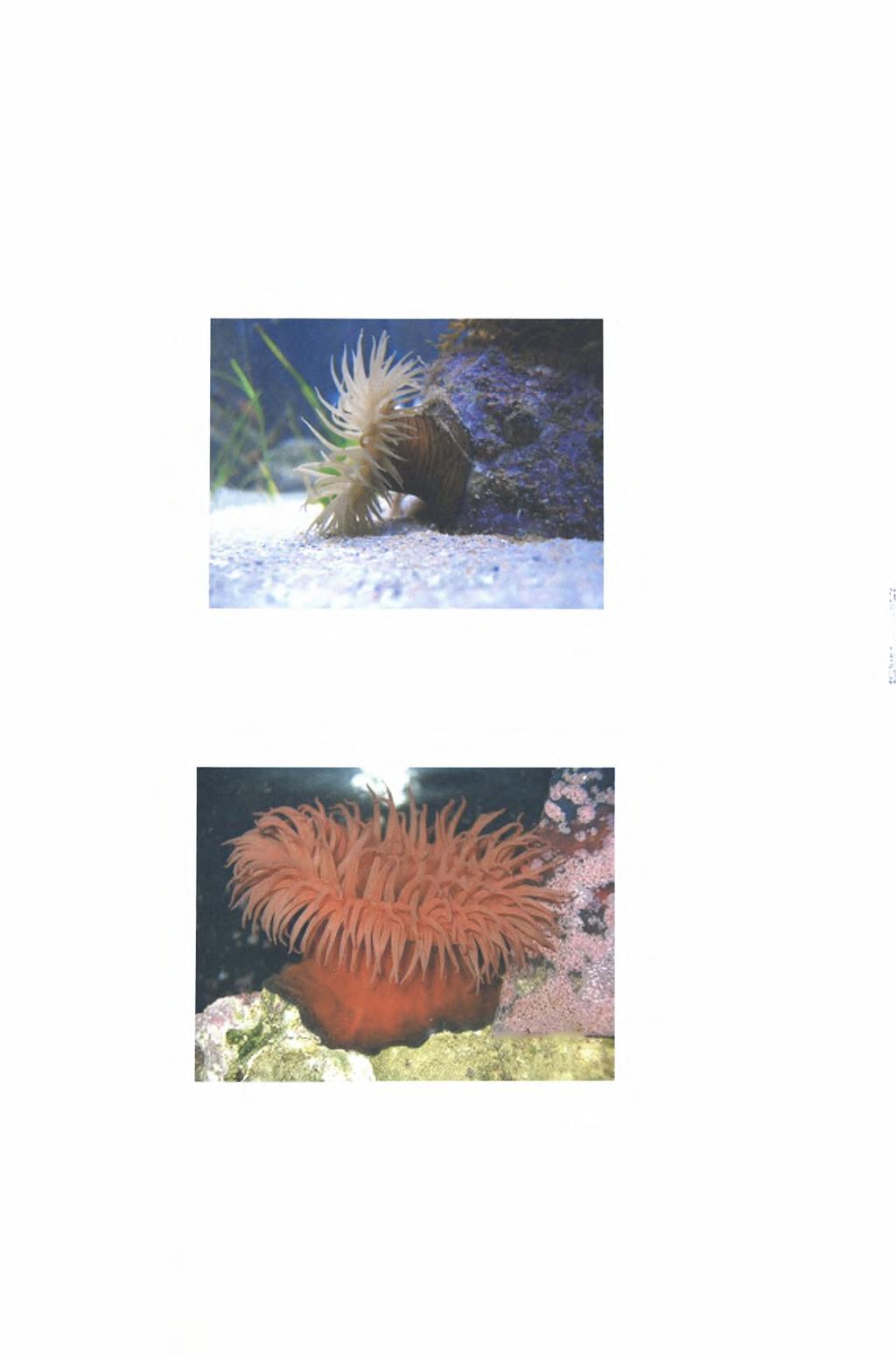 41 Τάξη: Actiniaria Οικογένεια: Actiniidae Γένος: Actinia 1) Είδος: Actinia cari (Delle Chiaje, 1825)