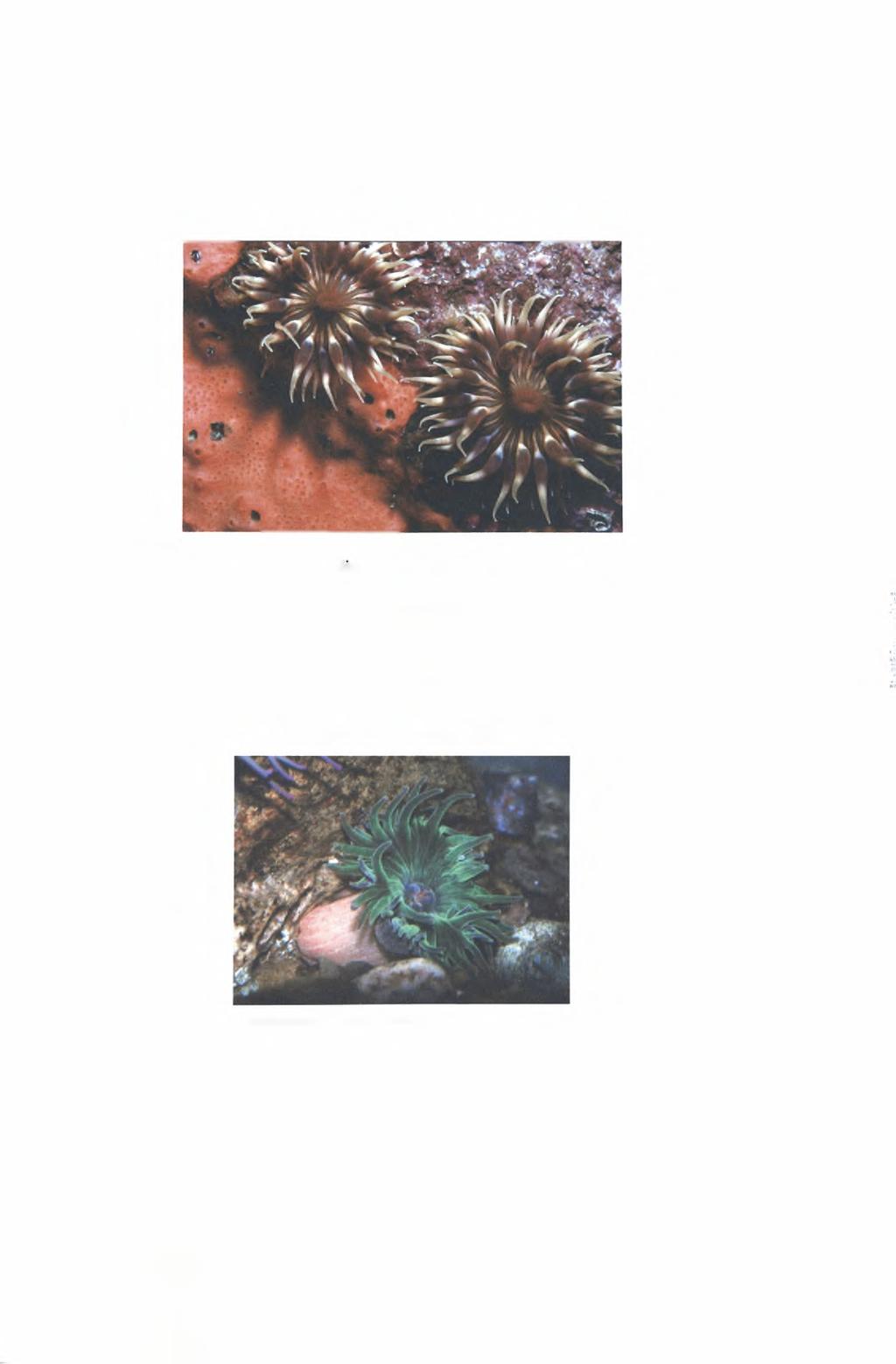 42 Γένος: Anemonia 1) Είδος: Anemonia melanaster (Verrill, 1901) Εικόνα 8. Anemonia melanaster (Verrill, 1901) ^Y^http://wvw.