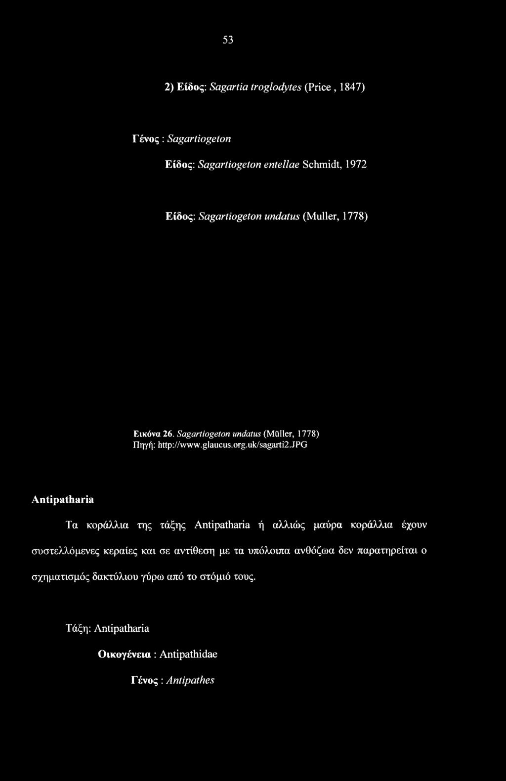 jpg Antipatharia Τα κοράλλια της τάξης Antipatharia ή αλλιώς μαύρα κοράλλια έχουν συστελλόμενες κεραίες και σε αντίθεση με τα