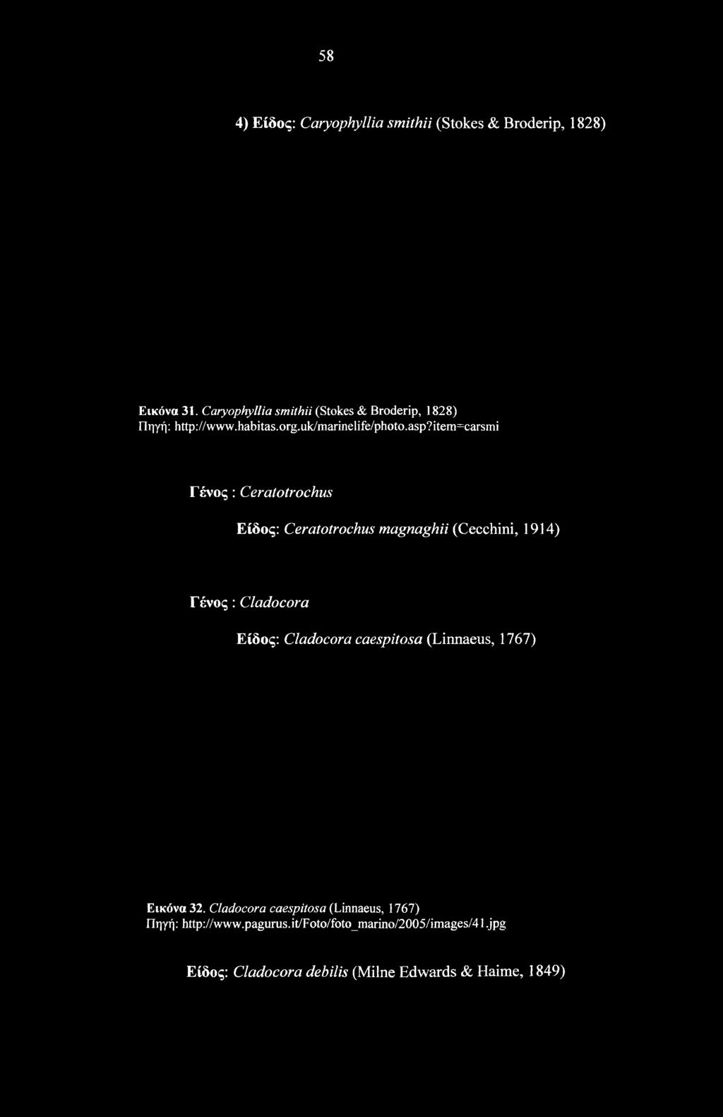 item=carsmi Γένος: Ceratotrochus Είδος: Ceratotrochus magnaghii (Cecchini, 1914) Γένος: Cladocora Είδος: Cladocora