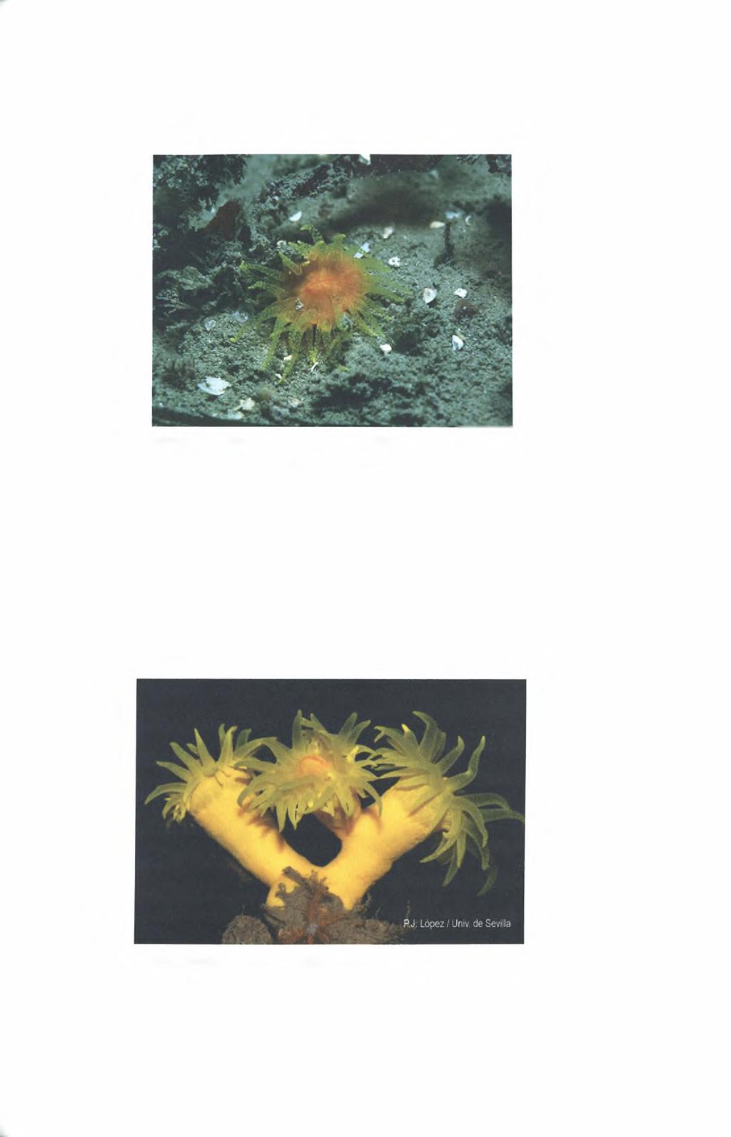 62 Είδος: Balanophyllia regia (Gosse, 1860) Εικόνα 38. Balanophyllia regia (Gosse, 1860) Πηγή: http://www.