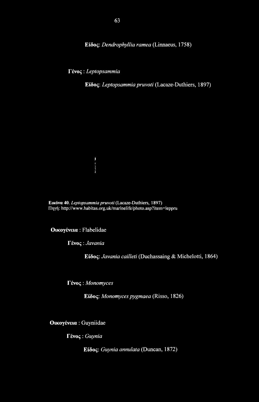 asp7itemheppru Οικογένεια: Flabelidae Γ ένος: Javania Είδος: Javania cailleti (Duchassaing & Michelotti, 1864) Γ