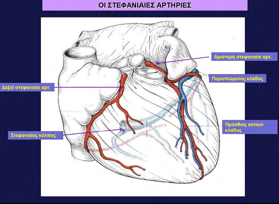 Σχήμα Δ2: Οι στεφανιαίες αρτηρίες, Σημειώσεις στην ανατομία της καρδιάς, Γυφτόπουλος Κ.
