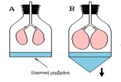 43. Στην παρακάτω Εικόνα 8 φαίνεται ένα απλό μοντέλο που αναλογεί στο αναπνευστικό σύστημα του ανθρώπινου οργανισμού.