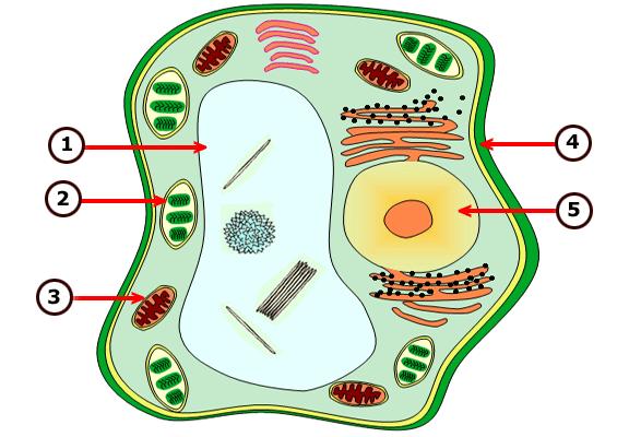 26. Με βάση την παρακάτω Εικόνα 2 ποιο/α από τα οργανίδια 1-5 εμπλέκονται στην προμήθεια με ενέργεια του φυτικού κυττάρου και ολόκληρου του πολυκύτταρου φυτικού οργανισμού; Εικόνα αρ. 2 A.