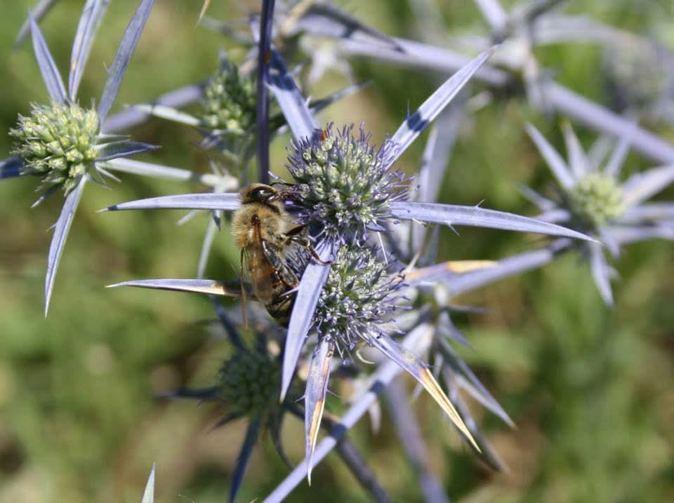 Γαλάζιο αγκάθι ή γαλαζούλα (Eryngium creticum) Το γαλάζιο αγκάθι ή γαλαζούλα δίνει ωραίο σε γεύση