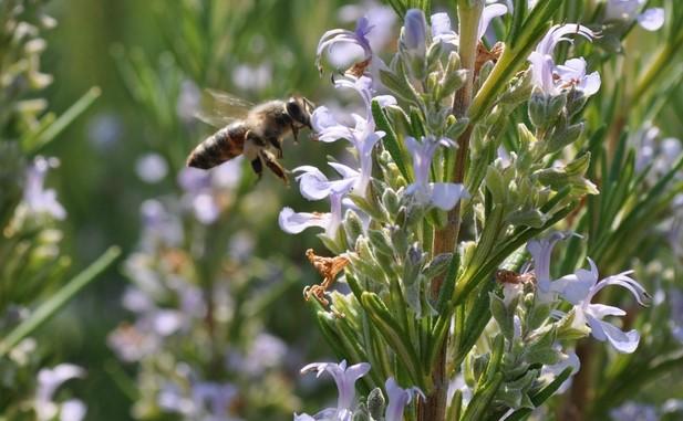 Δενδρολίβανο (Rosmarinus officinalis), οικογένεια : Χειλανθή (Labiatae) Αειθαλής θάµνος, που βρίσκεται σε όλη τη χώρα.