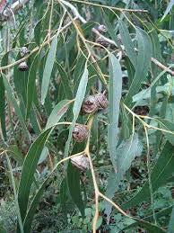 Ευκάλυπτος (eucal yptus globulus) Δεν είναι ενδημικό της Ελλάδας.
