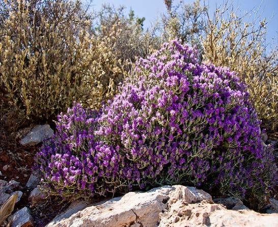Θυμάρι (Thymus capitatus) Είναι από τα σπουδαιότερα μελισσοκομικά φυτά