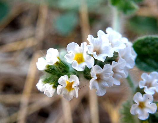 Αγριοσουσαμιά (Heliotropium europaeum) Μικρό ποώδες φυτό με άσπρα ευωδιαστά άνθη που φυτρώνει σε χέρσα εδάφη και σε